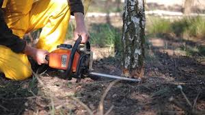 How Our Tree Care Process Works  in  Le Sueur, MN